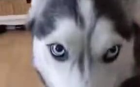 Husky Being Conditioned - Animals - VIDEOTIME.COM