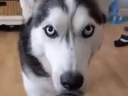 Husky Being Conditioned