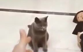 When Your Cat Is A Good Actor - Animals - VIDEOTIME.COM