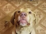 Have You Seen A Dog Eat Like This?