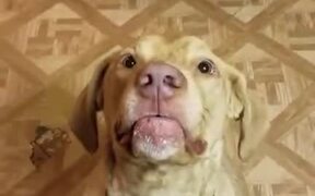 Have You Seen A Dog Eat Like This?