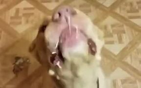 Have You Seen A Dog Eat Like This? - Animals - VIDEOTIME.COM
