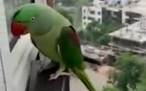 Parrot Calling Mother To Open The Window - Animals - VIDEOTIME.COM