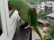 Parrot Calling Mother To Open The Window