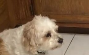 Cute Dog Too Sleepy To Sit - Animals - VIDEOTIME.COM