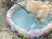 A Dog Too Excited To Have A Small Water Pool