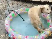 A Dog Too Excited To Have A Small Water Pool