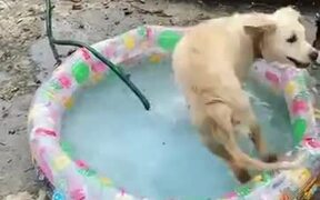 A Dog Too Excited To Have A Small Water Pool - Animals - VIDEOTIME.COM