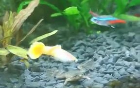 Funny Aquatic Frog - Animals - VIDEOTIME.COM