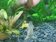 Funny Aquatic Frog