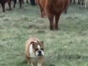 A Bulldog Vs Cows