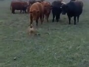 A Bulldog Vs Cows