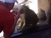Monkey Amazed By A Magic Trick
