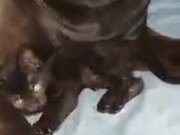 Kitten In Dog's Care