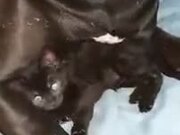 Kitten In Dog's Care