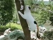 Cat Mother Rescuing A Kitten