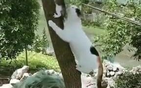 Cat Mother Rescuing A Kitten - Animals - VIDEOTIME.COM