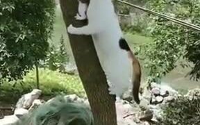 Cat Mother Rescuing A Kitten