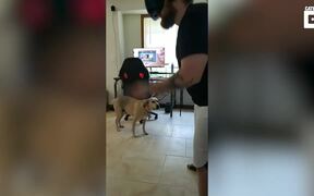 Dog Confused - Animals - VIDEOTIME.COM