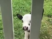 Cutest Calf In The World
