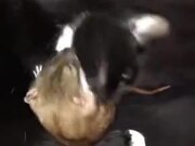 When Rat And Cat Are Best Friends