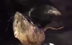 When Rat And Cat Are Best Friends - Animals - VIDEOTIME.COM