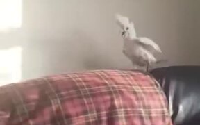 Human Magic Freaks Cockatoo - Animals - VIDEOTIME.COM