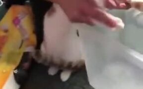 How To Punish Your Cat - Animals - VIDEOTIME.COM