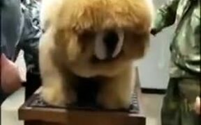 The Biggest Fluffball - Animals - VIDEOTIME.COM