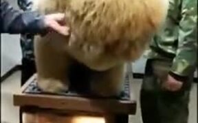 The Biggest Fluffball - Animals - VIDEOTIME.COM