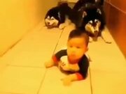 Huskies Sneaking Up On Babies