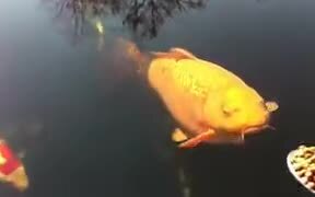 Spoon Feeding Fishes - Animals - VIDEOTIME.COM