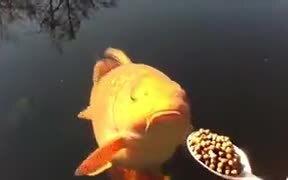 Spoon Feeding Fishes - Animals - VIDEOTIME.COM