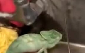 When Chameleon Finally Finds Water - Animals - VIDEOTIME.COM
