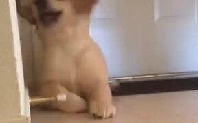 Golden Retriever Puppy Playing Inside - Animals - VIDEOTIME.COM