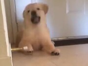 Golden Retriever Puppy Playing Inside