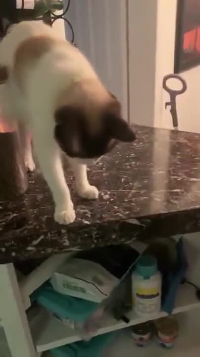 Cat Loves To Drop A Bowl