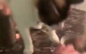 Cat Loves To Drop A Bowl - Animals - VIDEOTIME.COM