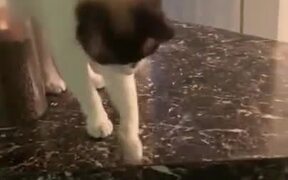 Cat Loves To Drop A Bowl - Animals - VIDEOTIME.COM