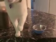 Cat Loves To Drop A Bowl
