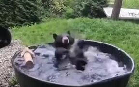 A Black Bear Bathing In Pool - Animals - VIDEOTIME.COM