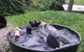 A Black Bear Bathing In Pool - Animals - VIDEOTIME.COM