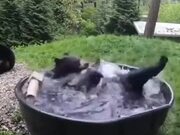 A Black Bear Bathing In Pool - Animals - Y8.COM
