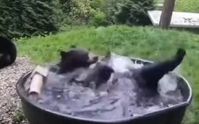 A Black Bear Bathing In Pool - Animals - Videotime.com