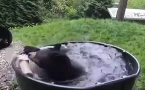 A Black Bear Bathing In Pool - Animals - Videotime.com