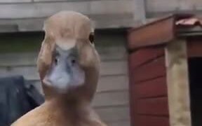 This Cute Duck Wants To Tell You Something! - Animals - VIDEOTIME.COM