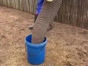 How Elephants Drink Water