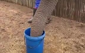 How Elephants Drink Water