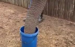 How Elephants Drink Water - Animals - VIDEOTIME.COM