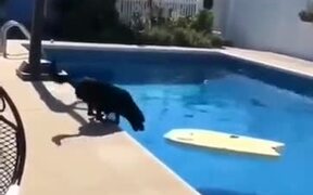 Dog Took The Ball Out - Animals - VIDEOTIME.COM
